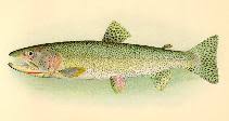 Image result for Oncorhynchus clarkii