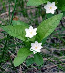 Attēlu rezultāti vaicājumam “Trientalis europaea leaf”