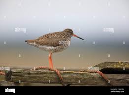 Attēlu rezultāti vaicājumam “Tringa totanus adult”