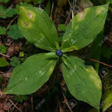 Attēlu rezultāti vaicājumam “Paris quadrifolia leaf”
