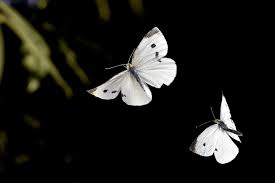 Attēlu rezultāti vaicājumam “Pieris rapae male”