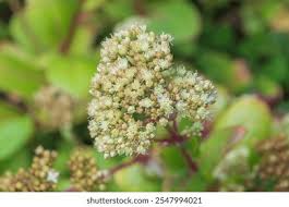 Attēlu rezultāti vaicājumam “Hylotelephium maximum”