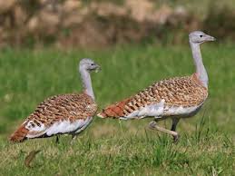 Image result for Otis tarda