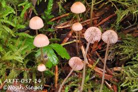 Attēlu rezultāti vaicājumam “Mycena rosella”