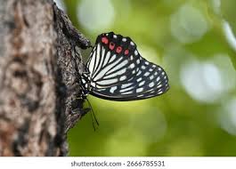 Attēlu rezultāti vaicājumam “Nymphalidae”