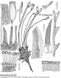 Attēlu rezultāti vaicājumam “Pogonatum urnigerum”
