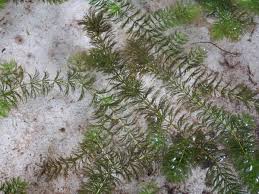 Attēlu rezultāti vaicājumam “Hydrilla verticillata”
