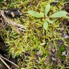 Attēlu rezultāti vaicājumam “Brachythecium campestre”