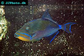 Image result for Balistes vetula