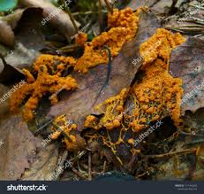 Attēlu rezultāti vaicājumam “Physarum obscurum spores”