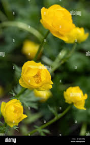 Attēlu rezultāti vaicājumam “Trollius europaeus leaf”