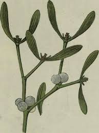 Attēlu rezultāti vaicājumam “Viscum album female flower”