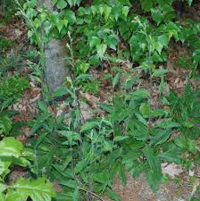 Attēlu rezultāti vaicājumam “Hieracium vulgatum”