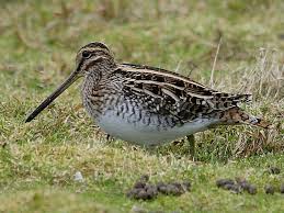 Image result for Gallinago gallinago