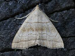 Attēlu rezultāti vaicājumam “Herminia tarsicrinalis”