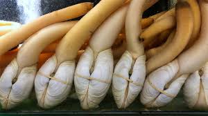 Image result for geoduck