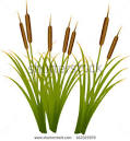 REED Stock Photos, Images, and Pictures | Shutterstock