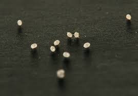 Attēlu rezultāti vaicājumam “Plodia interpunctella”