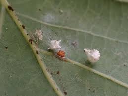 Attēlu rezultāti vaicājumam “Paidiscura pallens”