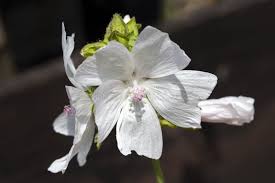 Attēlu rezultāti vaicājumam “Malva moschata alba flower”