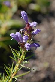 Attēlu rezultāti vaicājumam “Dracocephalum ruyschiana”