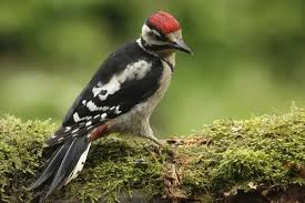 Attēlu rezultāti vaicājumam “Dendrocopos major juvenile”