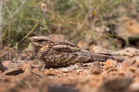 Image result for Caprimulgus ruficollis