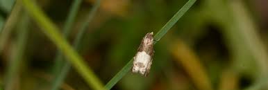 Attēlu rezultāti vaicājumam “Notocelia cynosbatella”