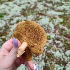 Attēlu rezultāti vaicājumam “Suillus bovinus”