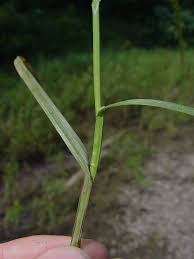 Attēlu rezultāti vaicājumam “Cribraria rubiginosa stalked”