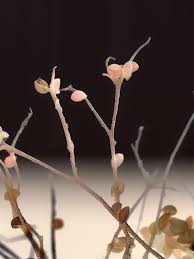 Attēlu rezultāti vaicājumam “Lamproderma sp.”