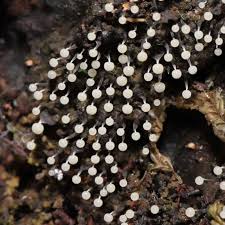 Attēlu rezultāti vaicājumam “Physarum contextum sessile”