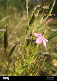 Attēlu rezultāti vaicājumam “Centaurium erythraea leaf”