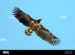 Attēlu rezultāti vaicājumam “Haliaeetus albicilla”