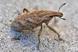 Attēlu rezultāti vaicājumam “Cleonis pigra”