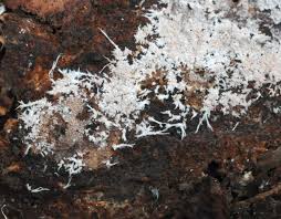 Attēlu rezultāti vaicājumam “Steccherinum fimbriatum”