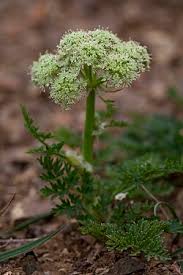 Attēlu rezultāti vaicājumam “Cnidium dubium leaf”