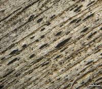 Attēlu rezultāti vaicājumam “Xylographa paralella”