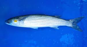 Image result for Liza aurata