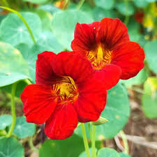 Image result for Tropaeolum minus