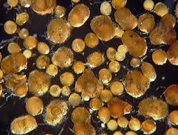 Attēlu rezultāti vaicājumam “Enteridium olivaceum spores”