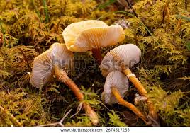 Attēlu rezultāti vaicājumam “Cystoderma amianthinum”