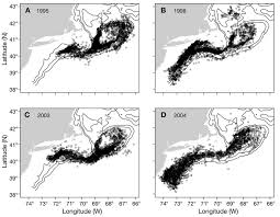 Image result for Placopecten magellanicus