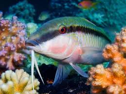 Attēlu rezultāti vaicājumam “Retinia resinella exuvia”