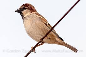 Image result for Passer hispaniolensis