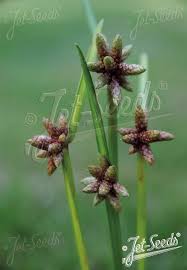 Attēlu rezultāti vaicājumam “Scirpus sylvaticus flower”