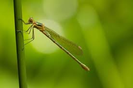 Attēlu rezultāti vaicājumam “Chalcolestes viridis”