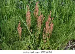 Attēlu rezultāti vaicājumam “Rumex acetosa”