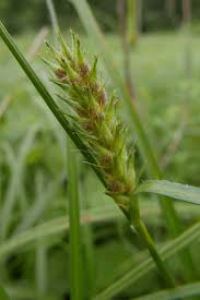 Attēlu rezultāti vaicājumam “Carex hirta”