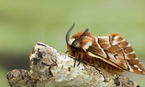 Attēlu rezultāti vaicājumam “Depressaria olerella”